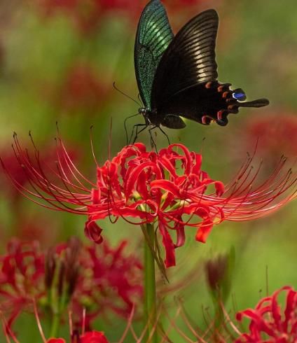 Lily Equinox Flower Bulbs Seeds By Zomaax