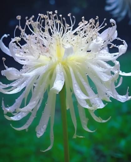 Lily Equinox Flower Bulbs Seeds By Zomaax