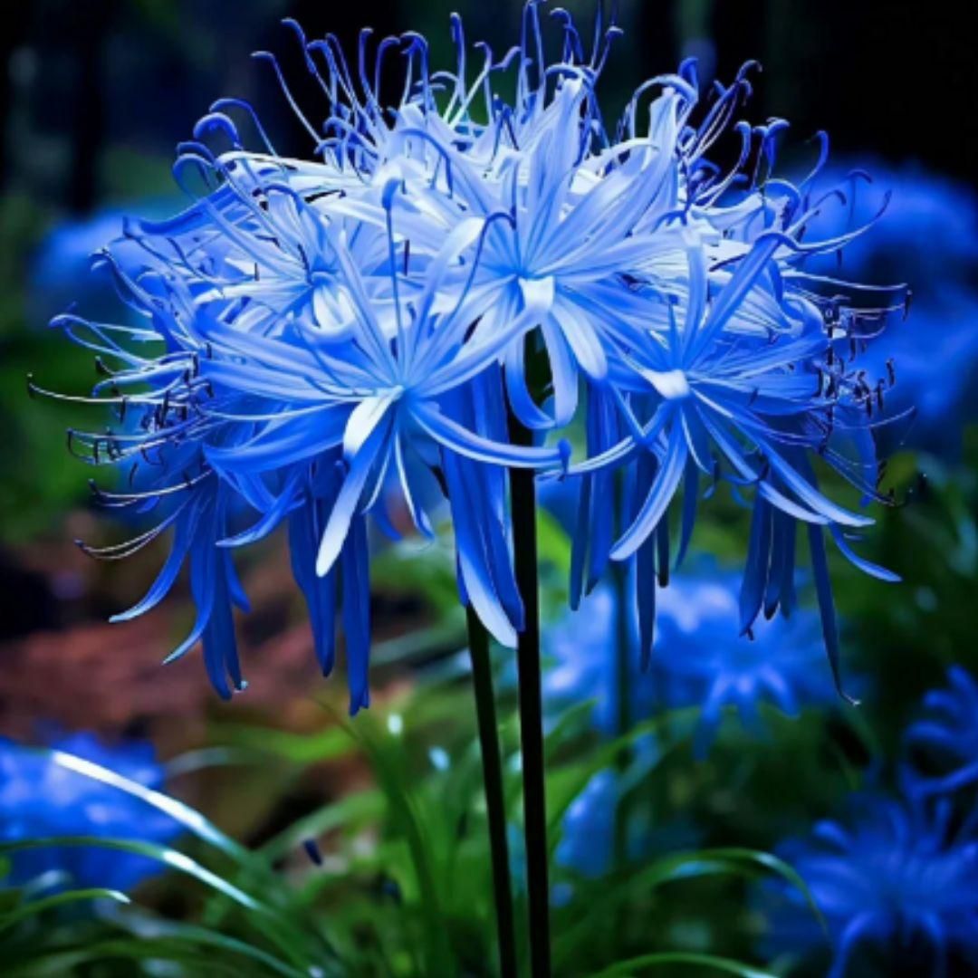 Lily Equinox Flower Bulbs Seeds By Zomaax